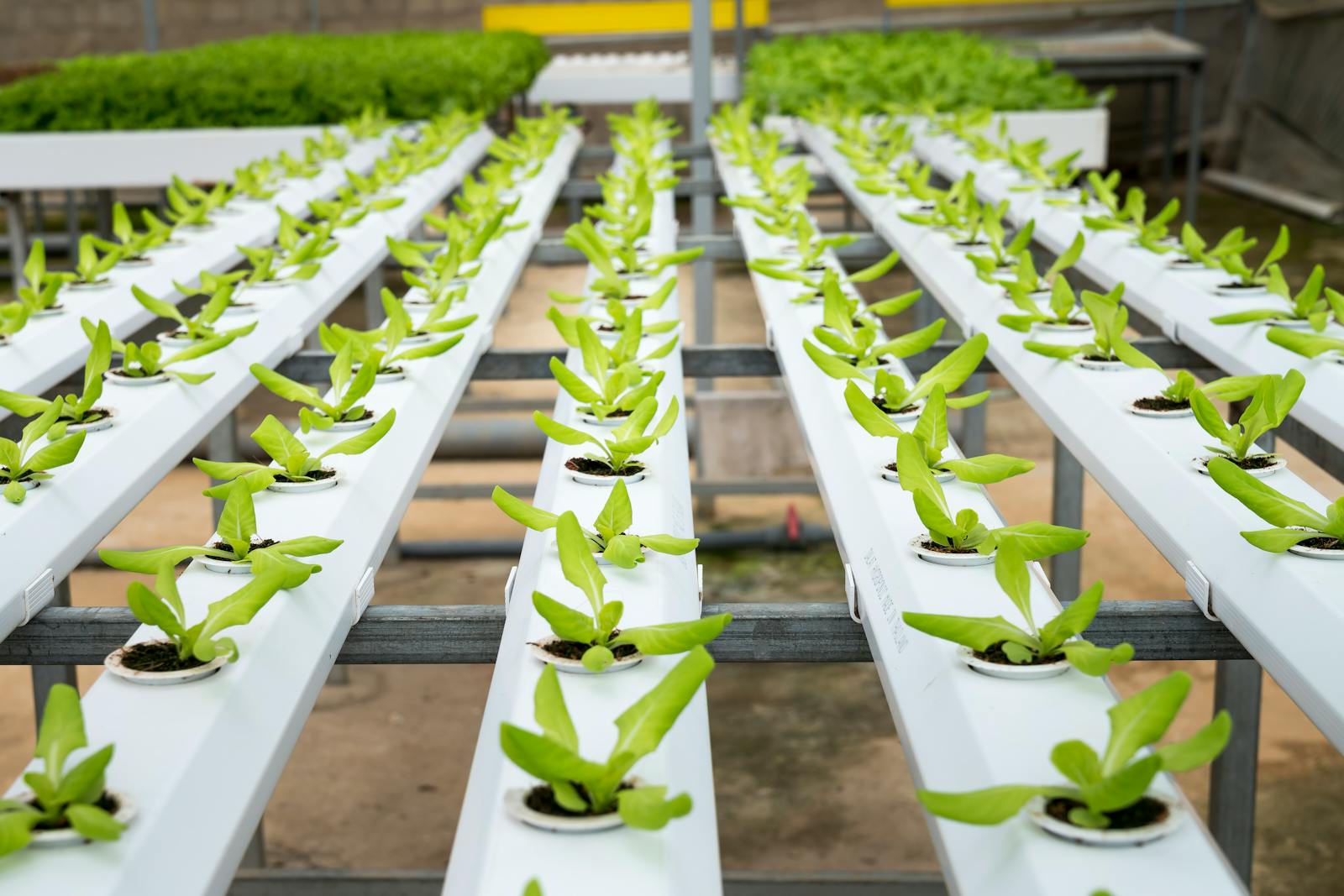 Photo by Quang Nguyen Vinh Indoor hydroponic farm with rows of fresh lettuce seedlings, vibrant and lush green under natural daylight.
